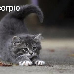 Meet your Posher, Hugo